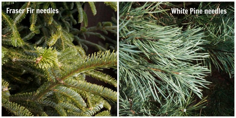 Are you a first-timer when it comes to real trees? Check out my tips for choosing a live Christmas tree that will look gorgeous throughout the holidays!