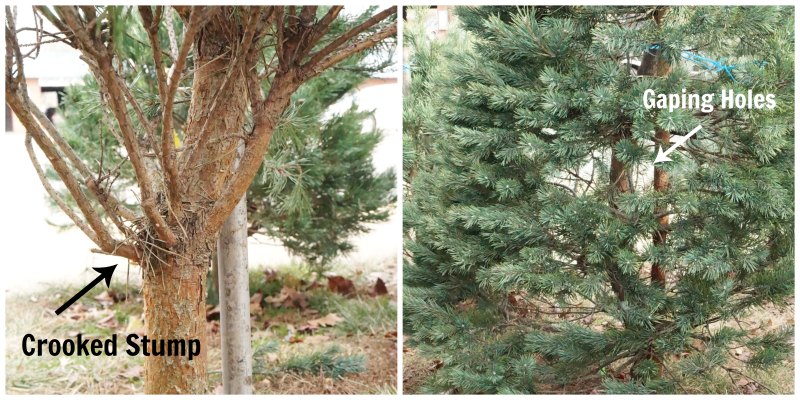 Are you a first-timer when it comes to real trees? Check out my tips for choosing a live Christmas tree that will look gorgeous throughout the holidays!