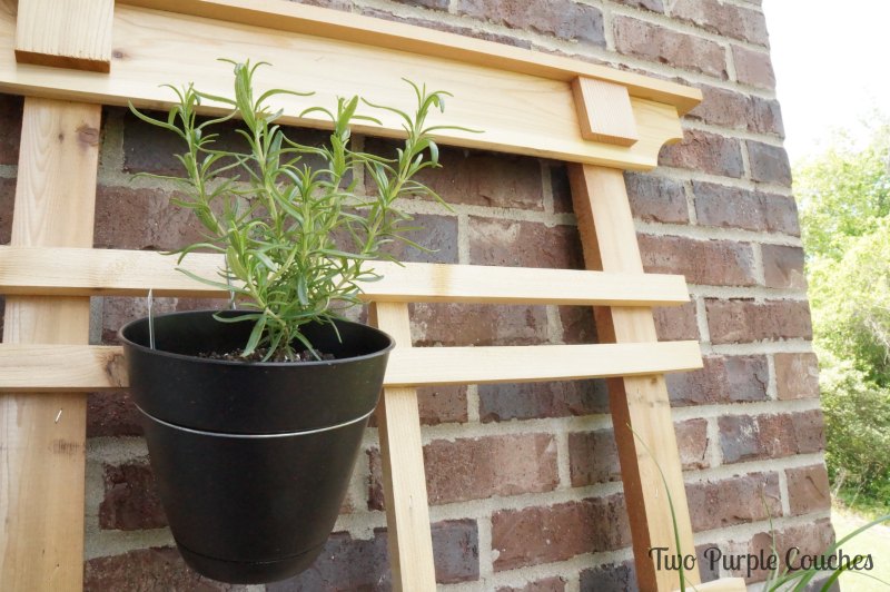 Rosemary Herb Garden by Two Purple Couches #rosemary #herbs #gardening #herbgardening #verticalgardening #verticalgardens