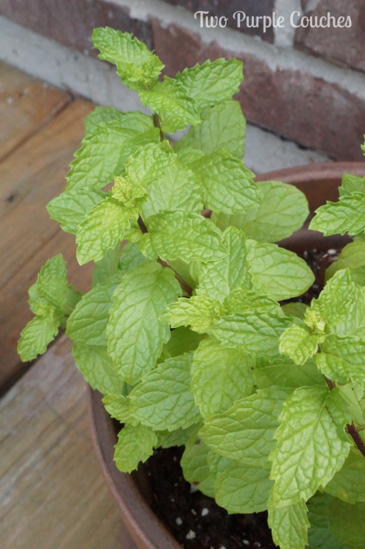Contain fresh mint in a pot or window box. It spreads like crazy! #gardeningtips #mint #herbgardening