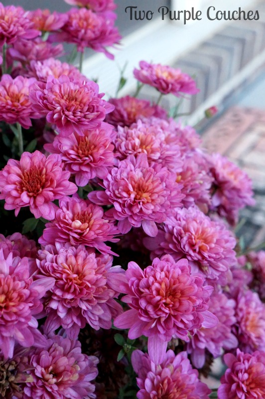 Purple mums create a beautiful, non-traditional palette for outdoor Fall decor. via www.twopurplecouches.com