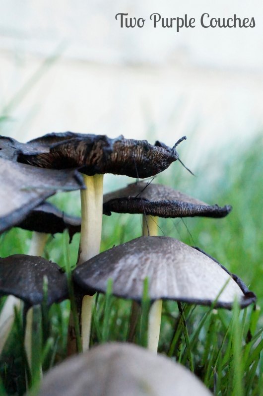 Garden Mushrooms - Two Purple Couches