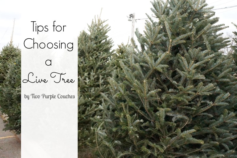 Choosing a Live Tree - Two Purple Couches