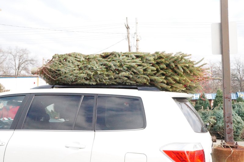 tree atop car