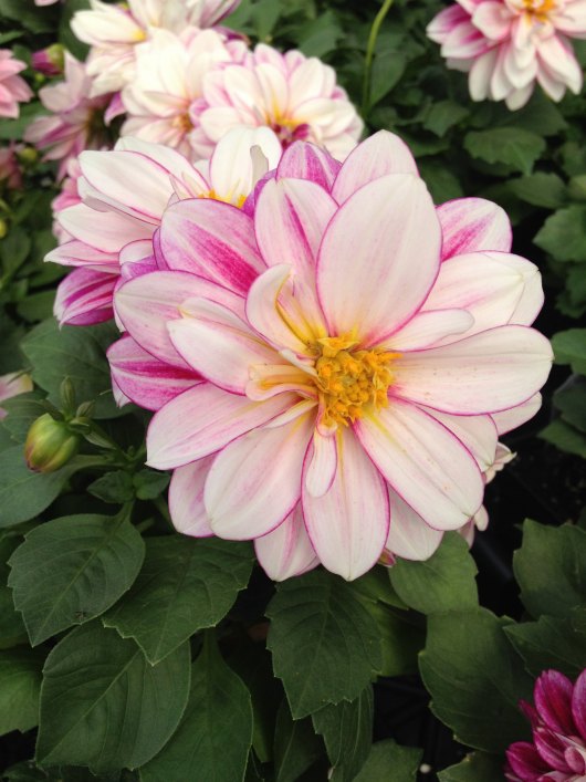 Dahlia flower by Two Purple Couches #gardening #springplanting #dahlia #flowers