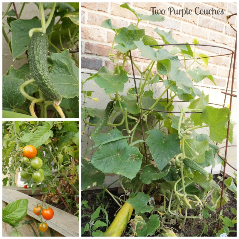 Plant vegetables like tomatoes and cucumber in a raised bed. #gardening #vegetablegardening