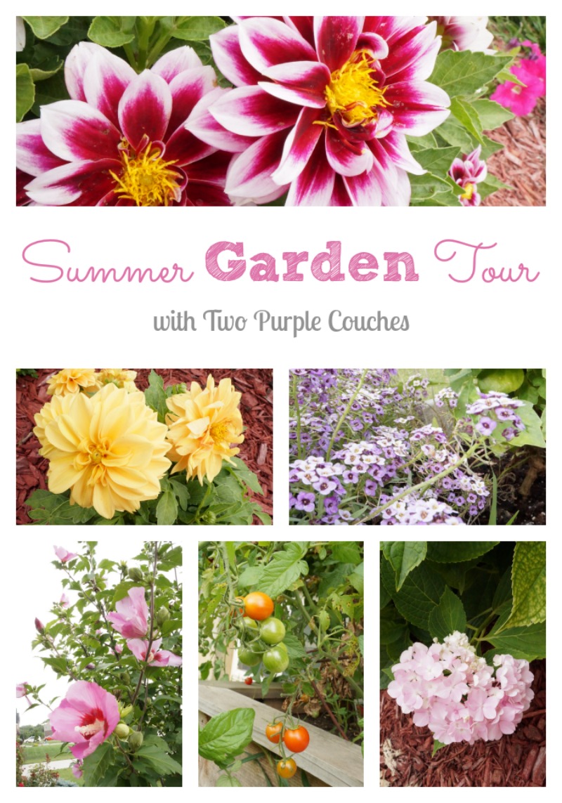 A bright and colorful garden tour awaits at Two Purple Couches #gardening #gardentour #dahlia #hydrangea #vegetablegardening 