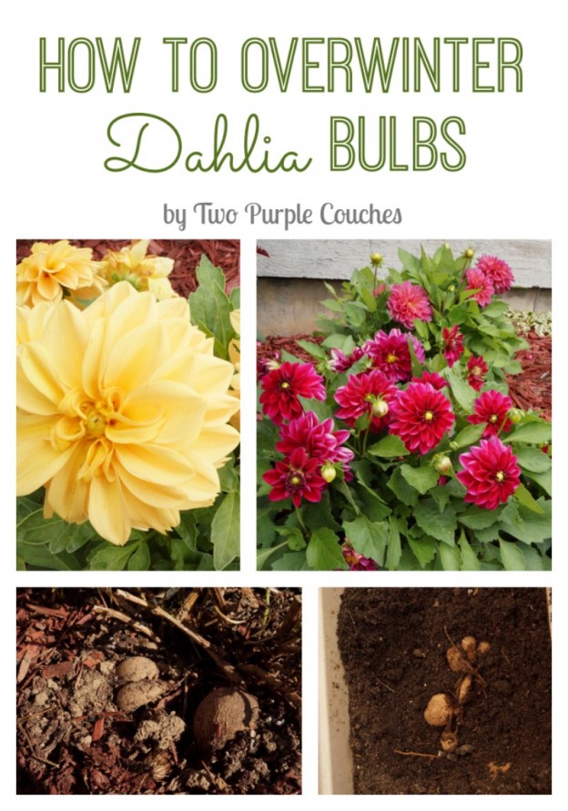 How to overwinter dahlia bulbs