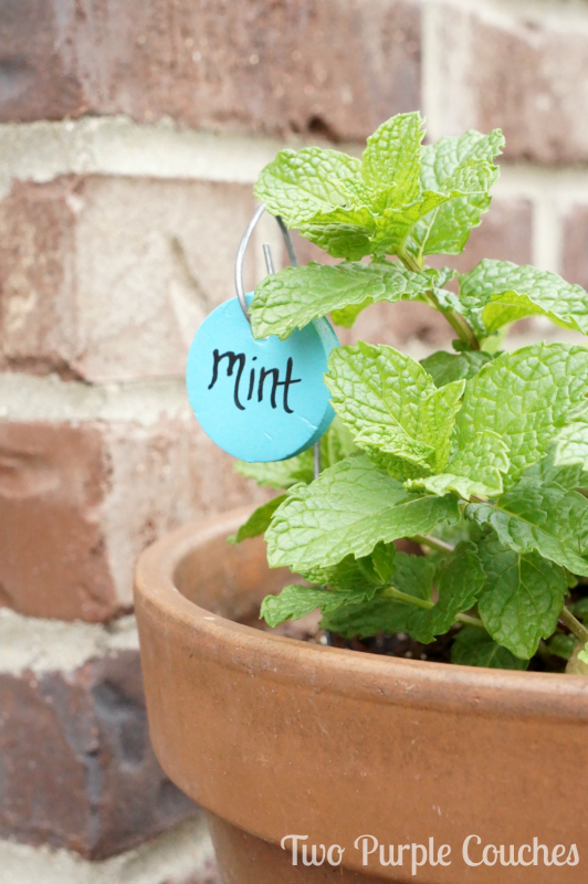 These would be so cute in my summer herb garden! -- DIY Herb Markers via www.twopurplecouches.com