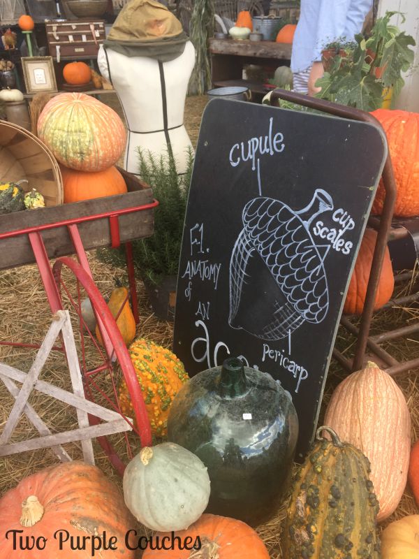Perfect for Fall - Acorn Chalkboard Art! Found at the 2015 Country Living Fair, Columbus, Ohio. via www.twopurplecouches.com