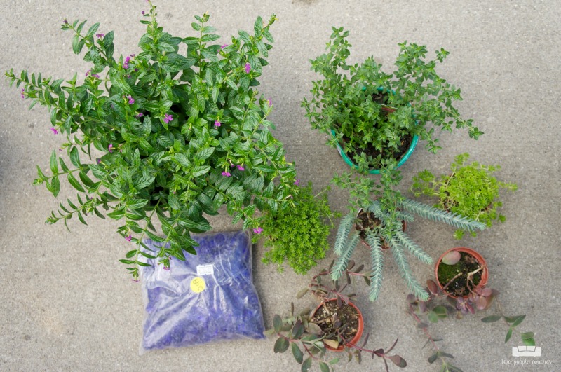 Plants and herbs for a fairy garden