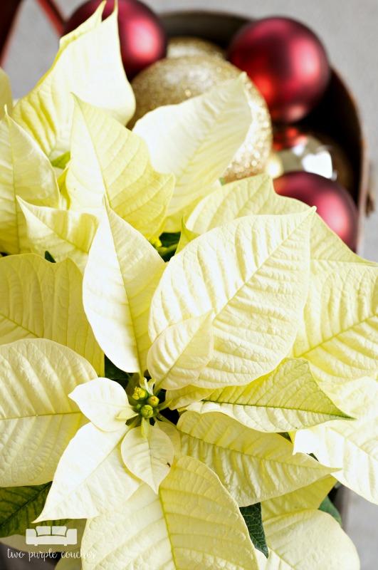 Gorgeous poinsettias on this holiday porch!