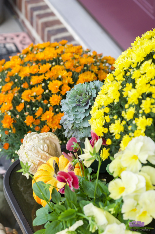 Beautiful, colorful display of mums and fall planters. Easy ideas for your outdoor front porch decorating.